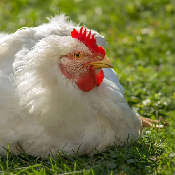 绿草地上的白公鸡 — 图库照片