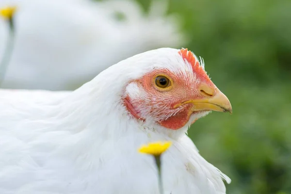 農場での家庭用鶏 — ストック写真