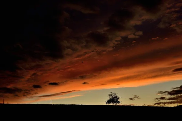 Sob Céu Nuvem Ameaçador Está Uma Única Árvore — Fotografia de Stock