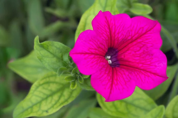 Pinkfarbene Garten Petunien Jardín Rosa Petunia — Foto de Stock