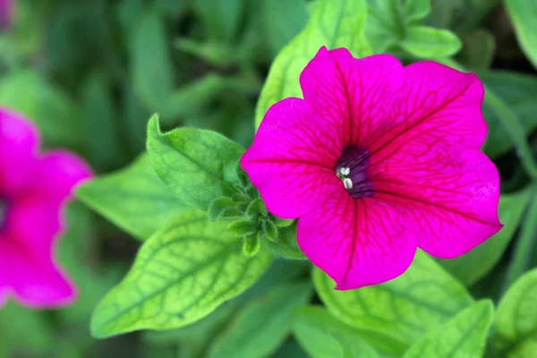 Pinkfarbene Garten Petunien Rosa Trädgården Petunia — Stockfoto