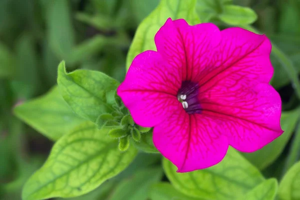 Pinkfarbene Garten Petunien Jardín Rosa Petunia — Foto de Stock