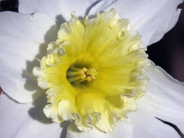 Pääsiäiskello Narsissit Kaksisävyinen Kukka Valkoiset Perigon Lehdet Suuri Keltainen Puoli — kuvapankkivalokuva