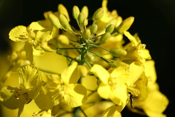 黄色の開花菜の花のクローズアップとトップビュー — ストック写真