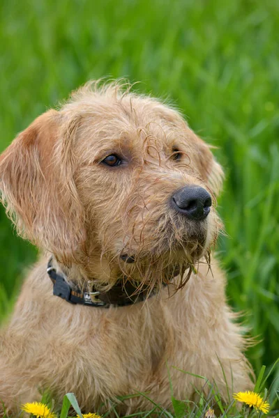 Portret Van Een Schattige Hond — Stockfoto