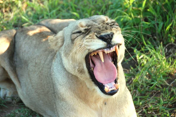 Leonessa Sud Africa — Foto Stock