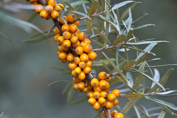 Sea Buckthorn Berries Shrub — Stock Photo, Image