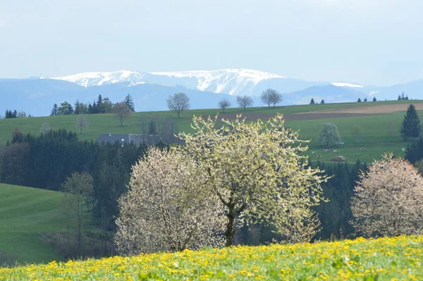 Landschaft Mit Blumen Und Bäumen Den Bergen — Stockfoto