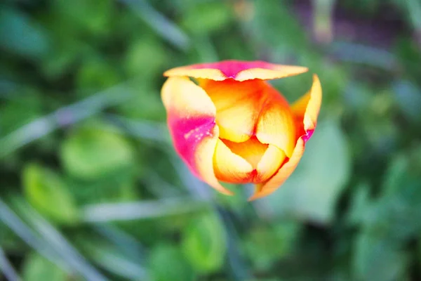 Vue Panoramique Belles Fleurs Tulipes — Photo