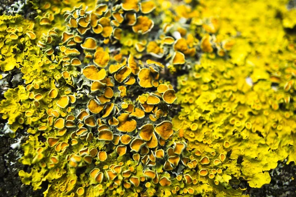 Detailní Záběr Obyčejného Žlutého Lišejníku — Stock fotografie