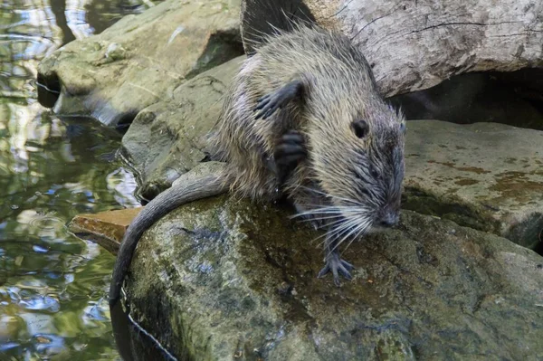 Nutria Animale Mammifero Roditore — Foto Stock