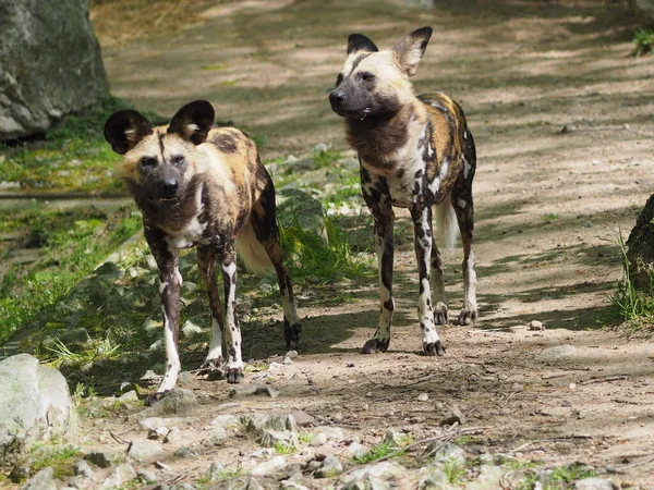 Grupo Perros Salvajes Zoológico — Foto de Stock