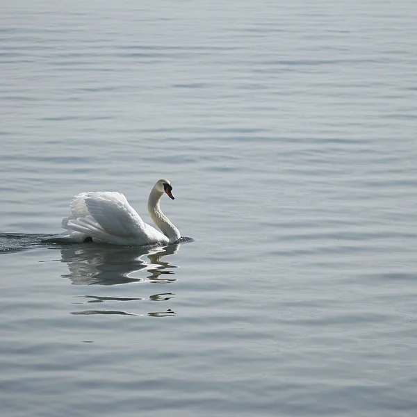 Vista Panorámica Los Cisnes Majestuosos Naturaleza — Foto de Stock