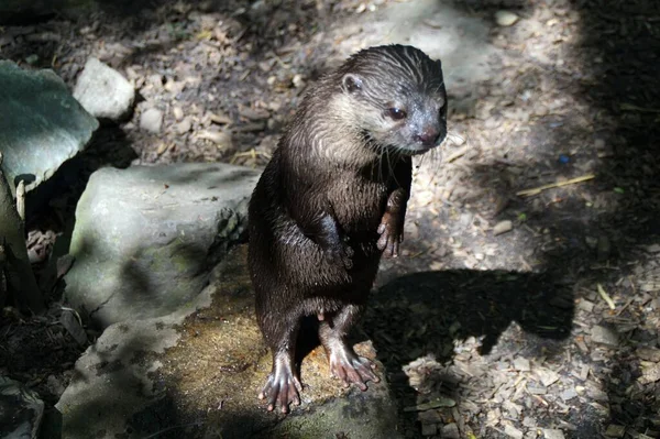 Een Portret Van Een Schattige Otter — Stockfoto