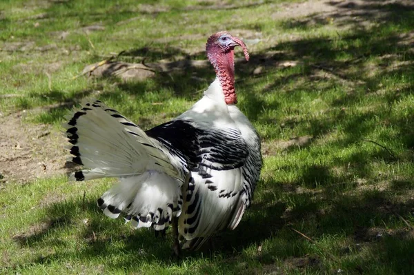 Beyaz Tavus Kuşu Çimenlerde — Stok fotoğraf