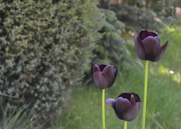 Tulipánové Květiny Jarní Flóra — Stock fotografie