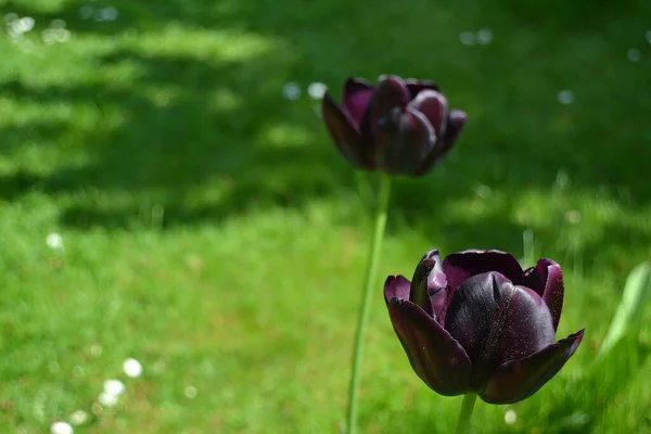 Цветы Тюльпана Весенняя Флора — стоковое фото