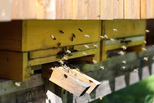 Входное Отверстие Пчелиной Коробке — стоковое фото