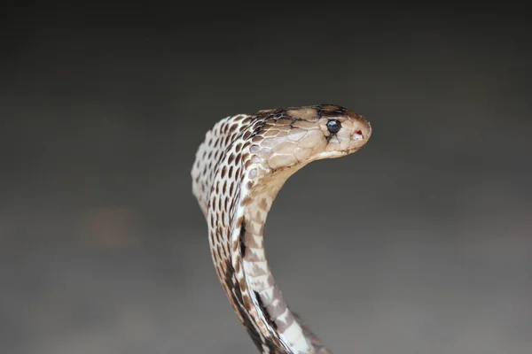 Serpiente Cobra Veneno Serpiente Peligrosa — Foto de Stock