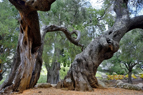 Kolekce Starých Olivovníků Pokroucenými Drolícími Kmeny Větvemi Stojí Pusté Krajině — Stock fotografie