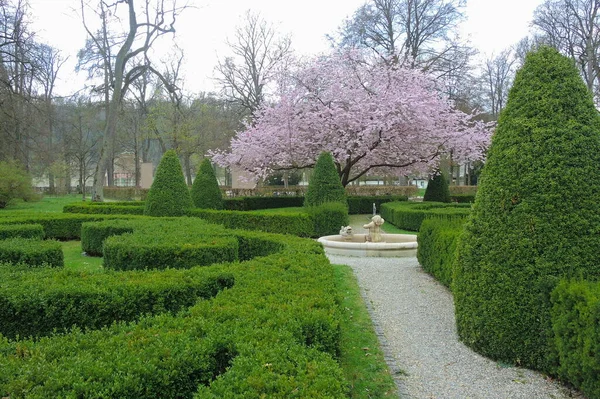 Schöne Frühlingslandschaft Mit Rosa Blumen Und Grünem Gras — Stockfoto