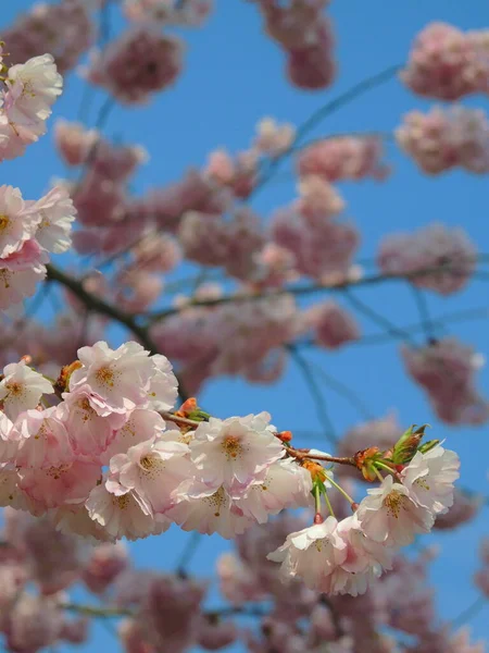 Kiraz Ağacı Açar Ilkbaharda Çiçekler Açar — Stok fotoğraf