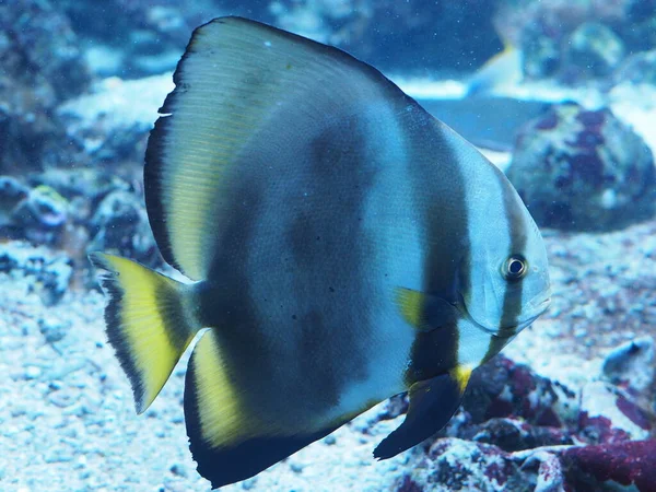 Scenic View Underwater World — Stock Photo, Image