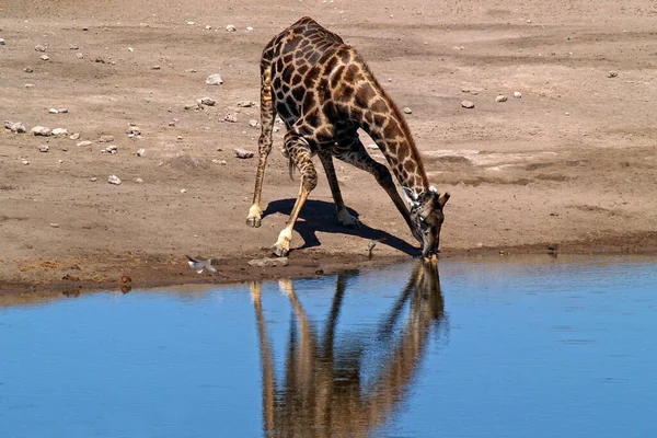 Alta Giraffa Bruna Animale Flora Fauna Natura — Foto Stock