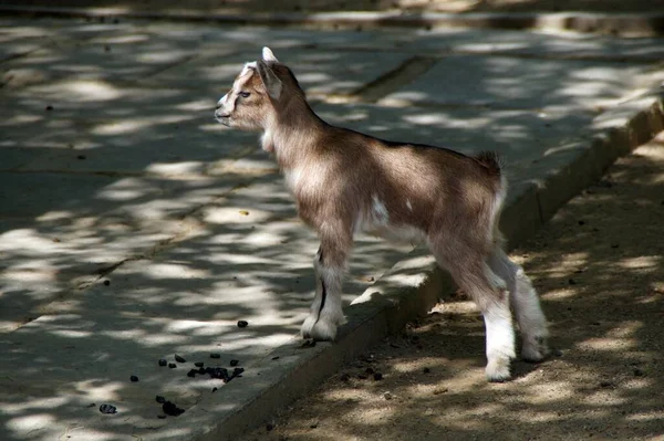 Känguru Djurparken — Stockfoto