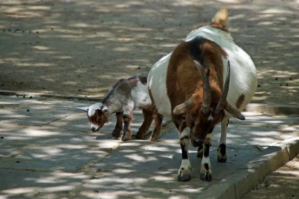 Horse Парку — стокове фото