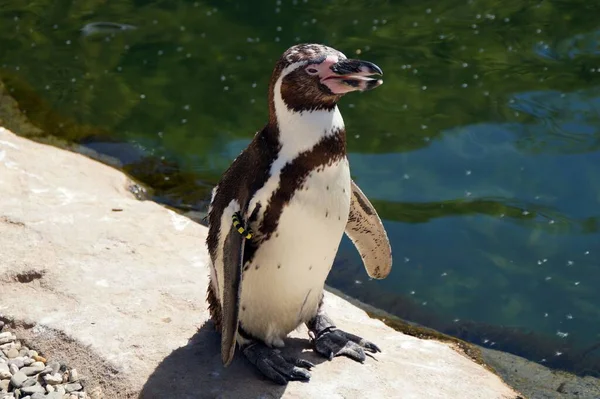 Nöyrän Pingviinin Lähikuva — kuvapankkivalokuva