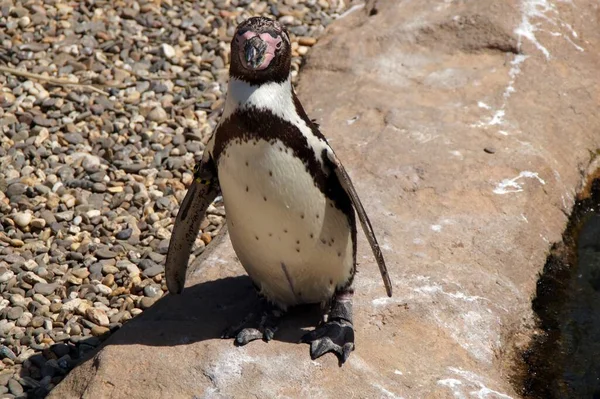 Primer Plano Los Pingüinos Humboldt — Foto de Stock