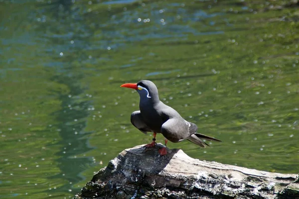 Scenic View Beautiful Inca Tern Nature — Stock Photo, Image
