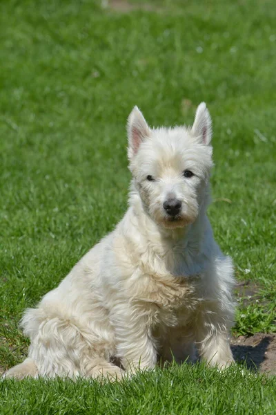 West Highland Terrier Bianco — Foto Stock