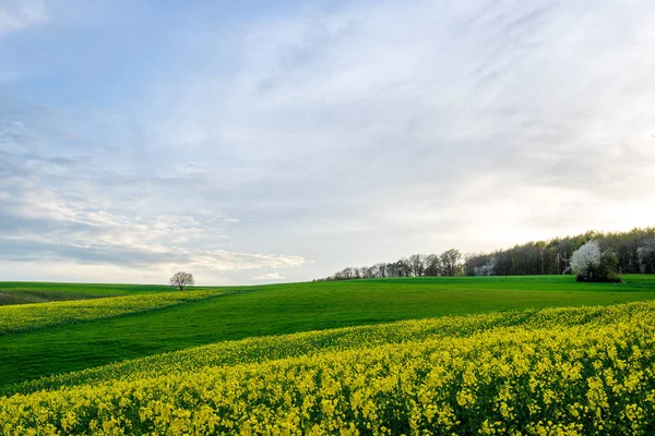 Rapsfeld Mit Grünem Gras Und Blauem Himmel — Stockfoto