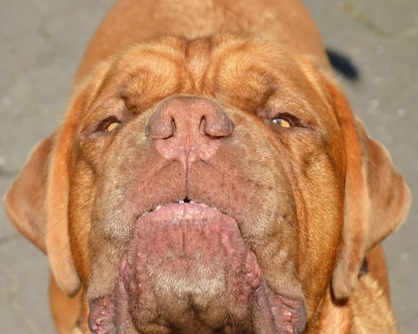 Rasechte Bruine Bordeaux Hond — Stockfoto
