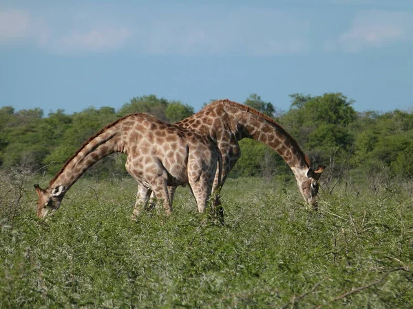 Savannah Giraffe Animals Tall Giraffes — Stock Photo, Image