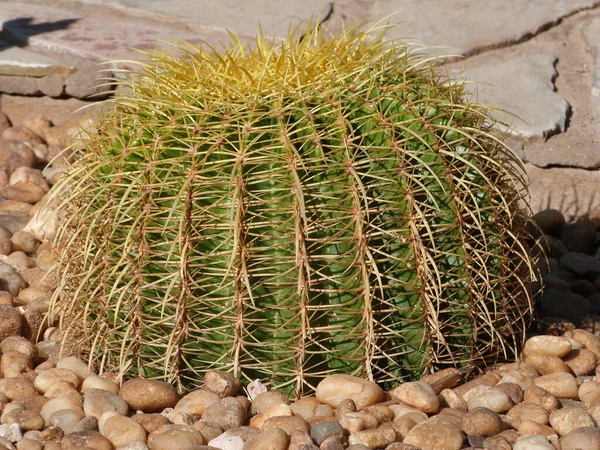 Cactusplant Stekelige Cactusflora — Stockfoto