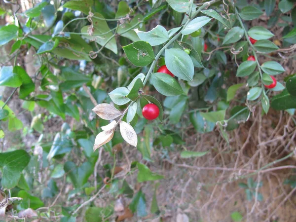 Mäusedorn Mit Beeren — Stockfoto