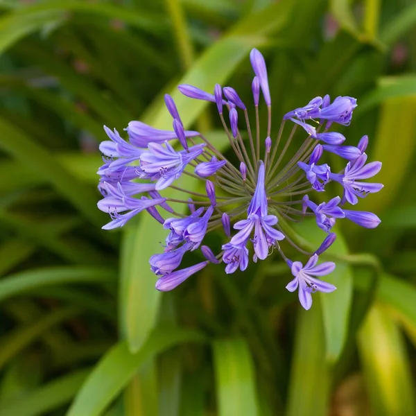 blue ornamental lilies / Blue jewelry lilies