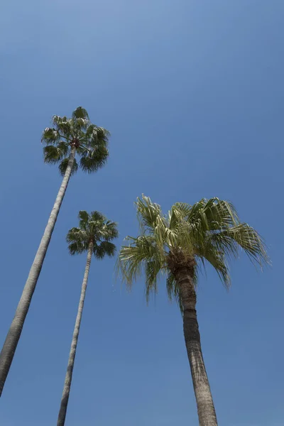 Drie Hoge Palmbomen — Stockfoto
