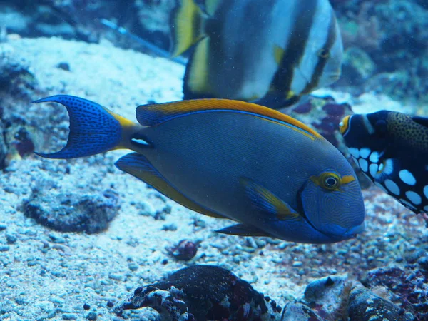 Sailfin Calamar Doctorfish Acuario —  Fotos de Stock