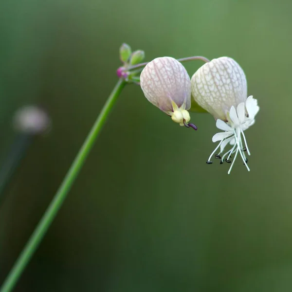 Taubenkropf Leimkraut Pigeon Goiter Catchfly — Foto de Stock