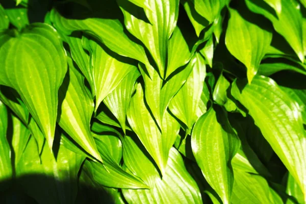 Зелене Листя Траві — стокове фото