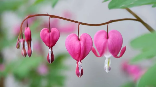 bleeding hearts flowers, flora