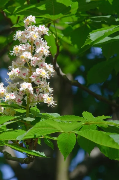 Castagno Fiorito Primavera Con Foglie Verdi Fresche Fiori Bianchi — Foto Stock