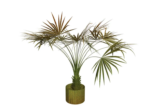 Palm Tree Isolated White Background — Stock Photo, Image