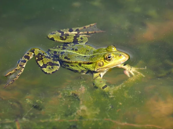 緑の食用カエル ヨーロッパのカエル 一般的な水カエル — ストック写真