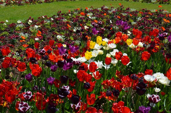 Цветы Тюльпана Весенняя Флора — стоковое фото