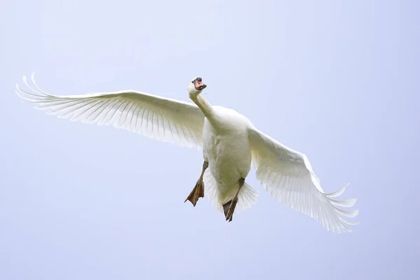 Voar Cisne Parte Para Pousar — Fotografia de Stock